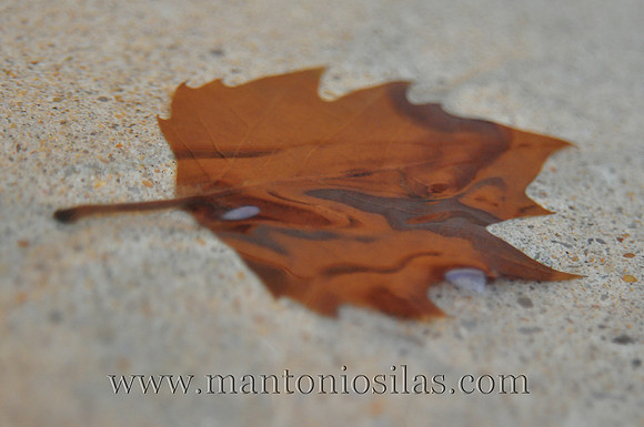 Nature's Baptismal