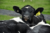 MU PSI MU (MILK IT MILK IT!)