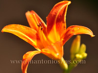 The Beauty of Nature 1