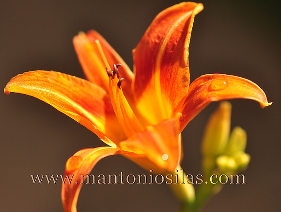 The Beauty of Nature 1