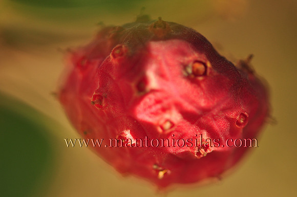 Mystery Fruit
