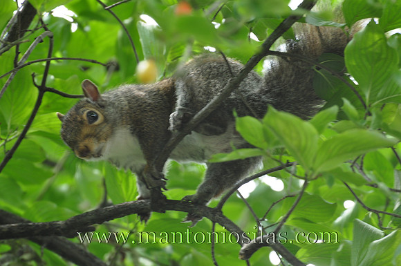 Secret Squirrel